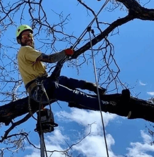 Professional tree care crew with equipment and tools ready for service, demonstrating expertise in tree trimming and removal operations.