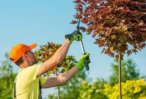Worker using a long-reach pruner to trim branches of a red-leaf ornamental tree against a blue sky