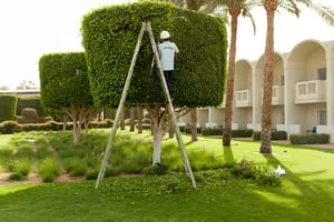 Worker on wooden A-frame ladder trimming a dense shaped canopy tree with palms and green lawn