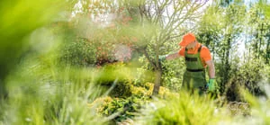 Worker in orange hard hat and green overalls pruning a leafy tree among green shrubs and grasses