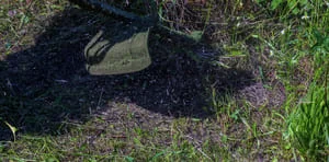 Cut tree limb and wood debris on grass ground after emergency tree removal work