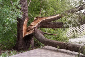 Split tree trunk and large limb fallen across a paved walkway beside a wooden fence, showing exposed wood fibers