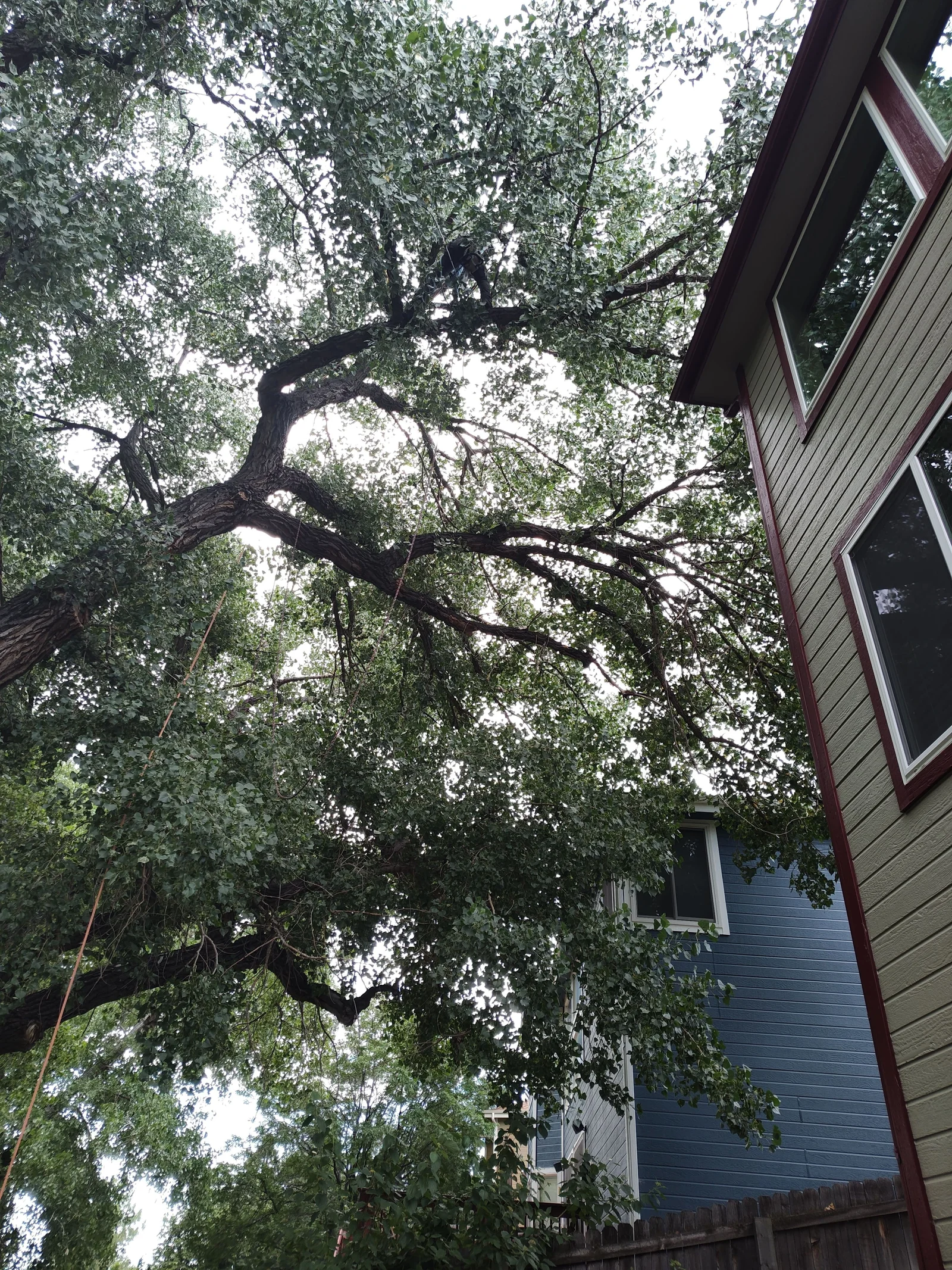Mature deciduous tree canopy with climbing rope during pruning beside a lap-sided house with maroon trim