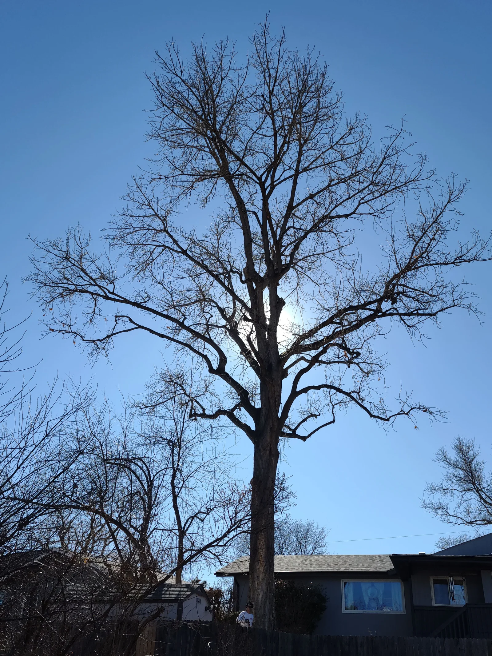 Tall leafless deciduous tree with spreading limbs and exposed winter branch structure against a clear blue sky, beside a wood fence and roofline