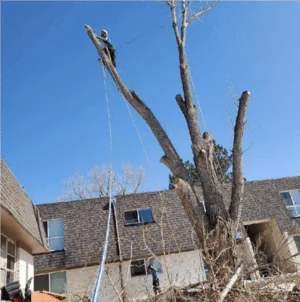 Climber rigging limbs from a bare tree beside a two-story building with asphalt shingle roof and siding