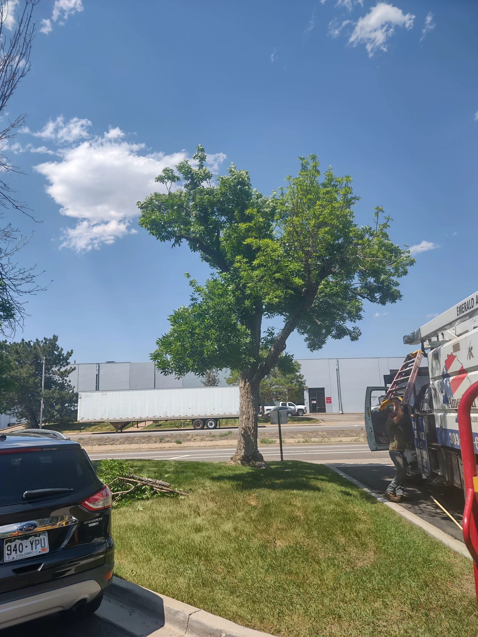 Mature deciduous tree with spreading green canopy being pruned from a bucket truck, cut branches on lawn