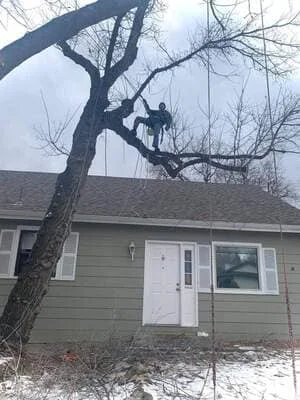 Climber in harness removing tree limbs above a shingled roof on a sage-green house, with rigging lines and snow on the ground