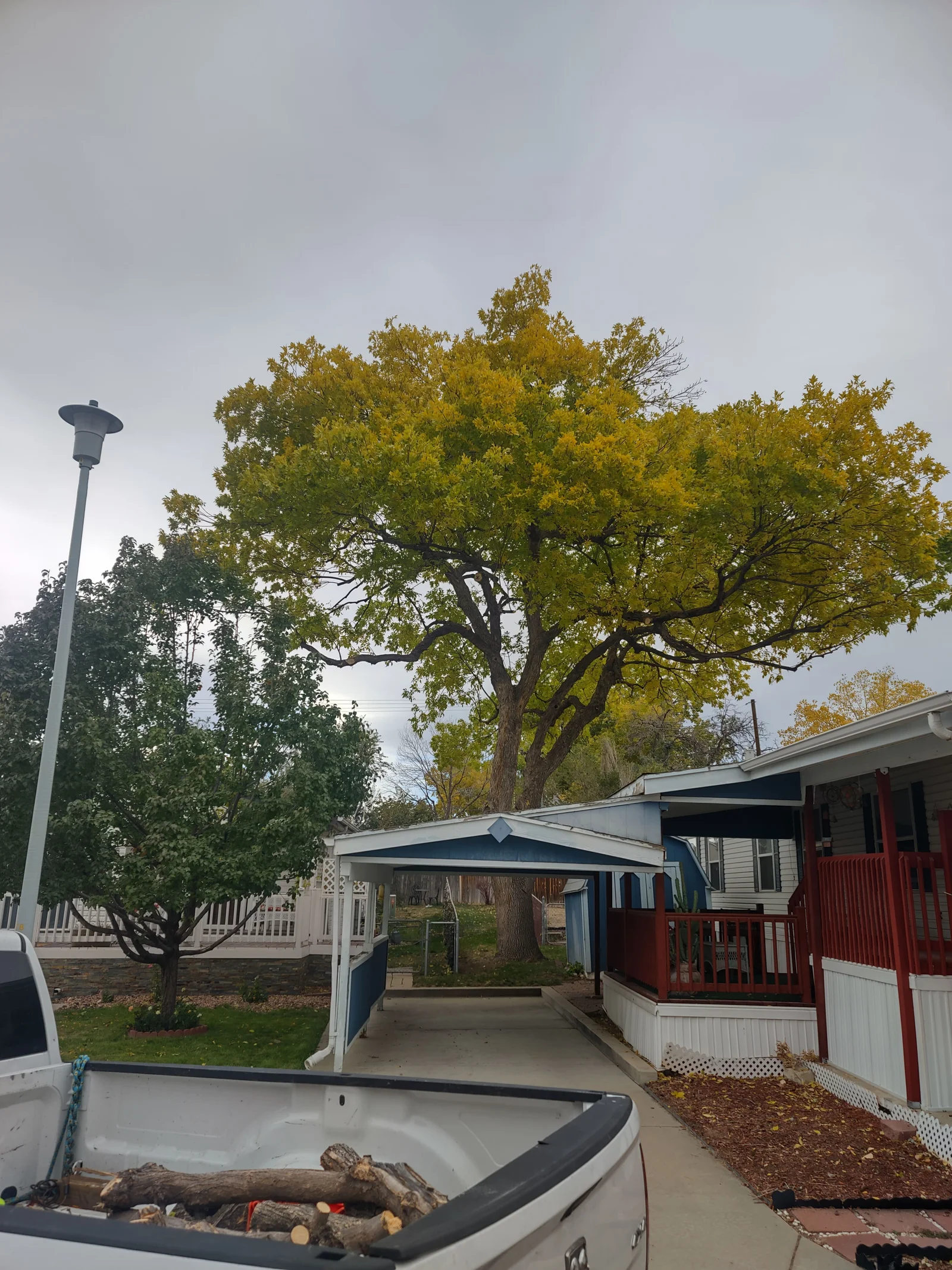 Mature deciduous tree with yellow fall foliage over a carport, with cut logs in a white pickup truck bed
