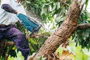 Worker using a cordless chainsaw to cut a limb from a tree, sawdust spraying from the cut