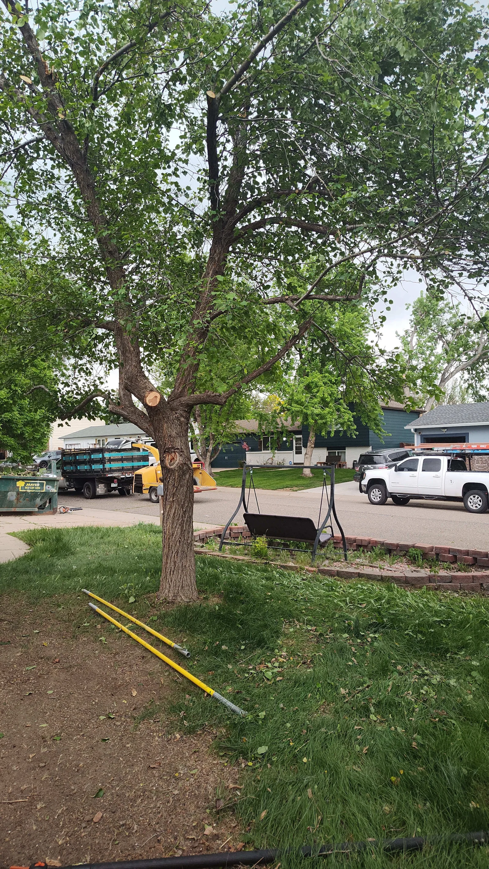 Mature deciduous tree with fresh pruning cuts on limbs, yellow pole pruners on lawn, wood chipper and truck in background