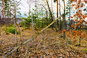 Fallen limb and leaf litter on forest floor among birch saplings and thin trunks, with orange-leaved shrubs