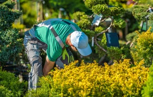 Worker hand-pruning golden yellow shrubs and dense evergreen topiary plants with pruning shears