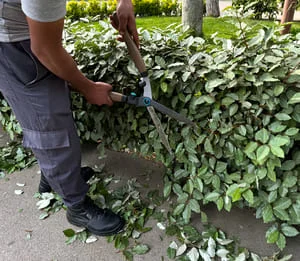 Worker trimming dense green shrub hedge with long-handled manual hedge shears over concrete walkway