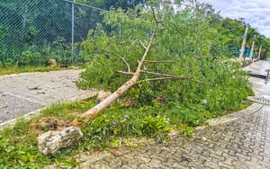 Fallen tree with green leaves lying across paver walkway beside chain-link fence and large rock