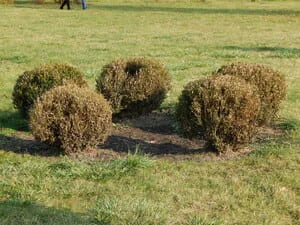 Five dried brown rounded shrubs on dark mulch bed in a green lawn, before removal