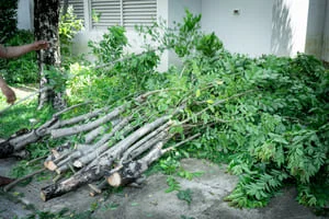 Cut tree limbs and leafy green branches stacked on concrete beside a building after tree trimming