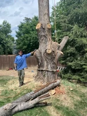 Crew member in blue shirt beside a large tree trunk being sectioned and rigged for removal, with felled logs on lawn and wood fence behind