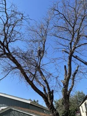 Worker in harness climbing a leafless deciduous tree beside a residential roofline under a clear blue sky