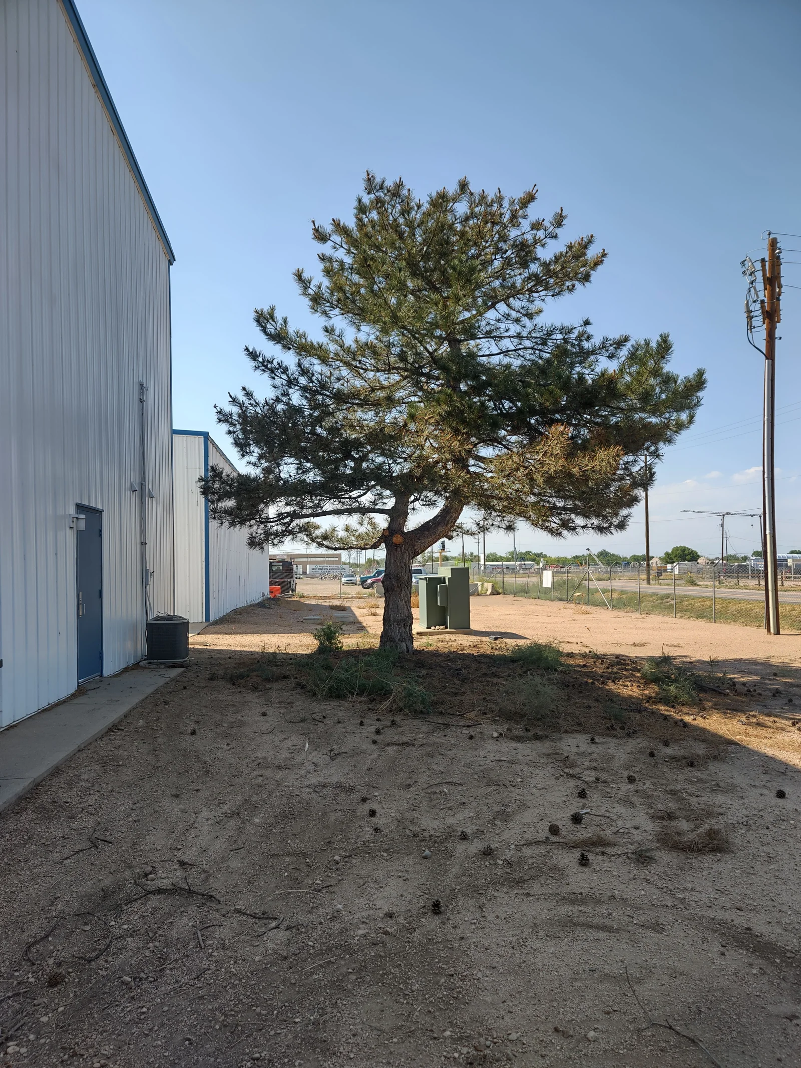 Mature pine tree with open canopy beside white metal building with blue trim on gravel ground