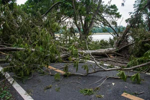 Fallen tree trunk and broken branches with green leaves blocking an asphalt road after a storm