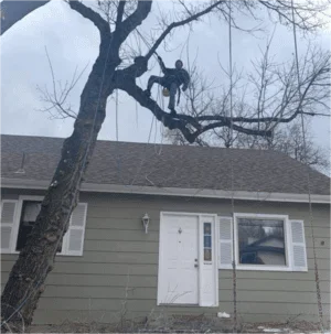 Arborist in harness rigging a bare tree limb above a gray lap-siding house with white door and shutters