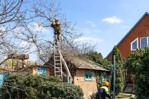 Worker on aluminum extension ladder pruning upper branches of a bare tree, with a ground crew member in a hard hat below
