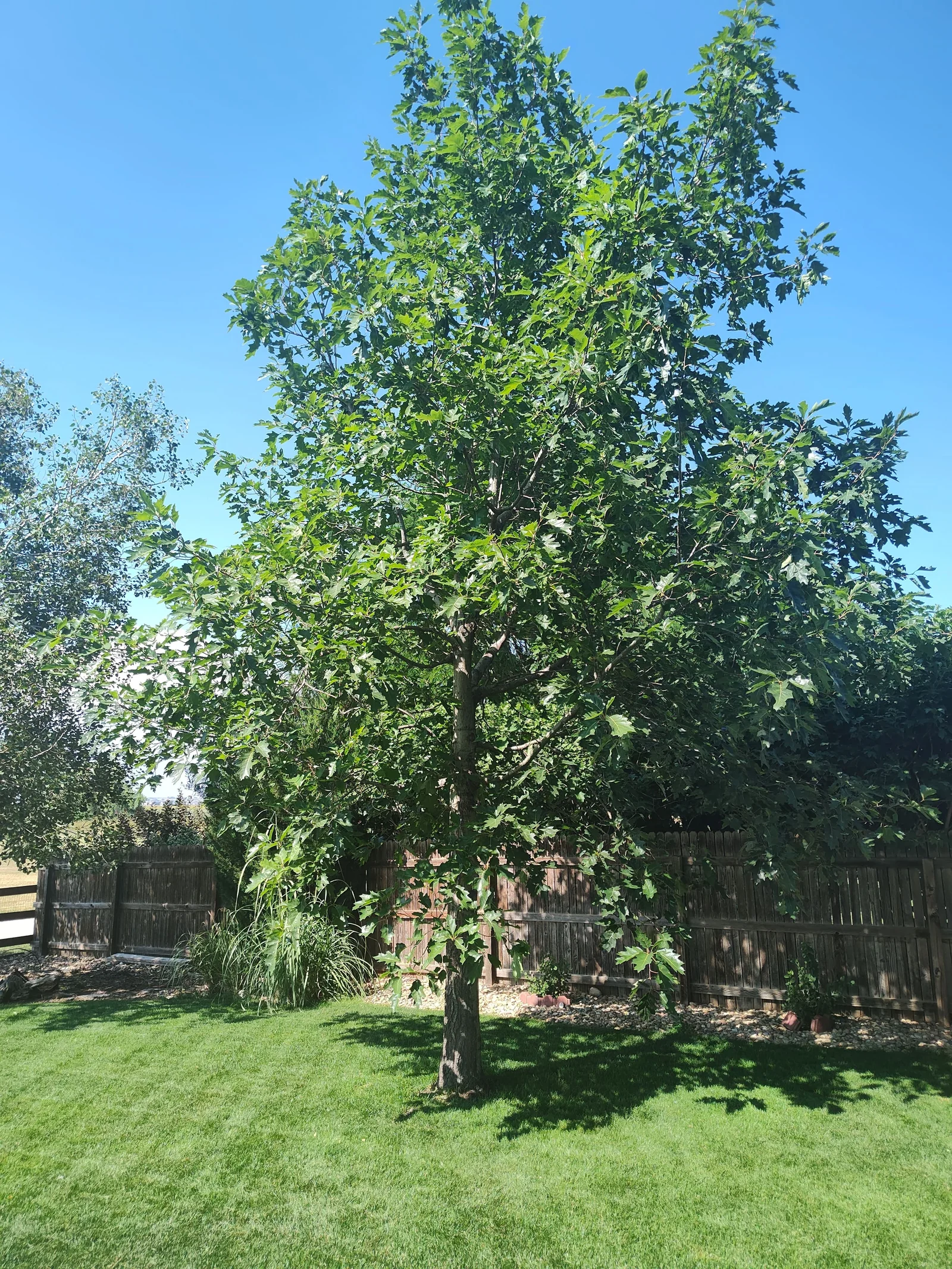 Mature deciduous shade tree with lobed green leaves on lawn beside weathered wood privacy fence and gravel bed
