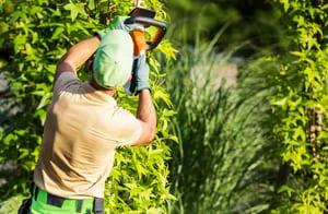 Worker in cap, safety glasses, and gloves trimming dense green hedge with a gas hedge trimmer