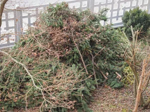 Cut evergreen shrub branches piled beside white lattice fence, showing green needles and dried brown foliage