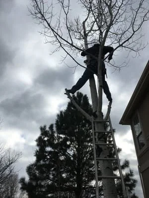 Worker on extension ladder pruning upper branches of a bare deciduous tree beside a house