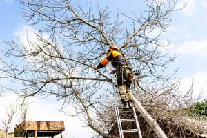 Treeremoval6 by Colorado Native Tree Care