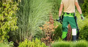 Worker using a backpack sprayer among ornamental grasses and reddish shrubs in a planting bed
