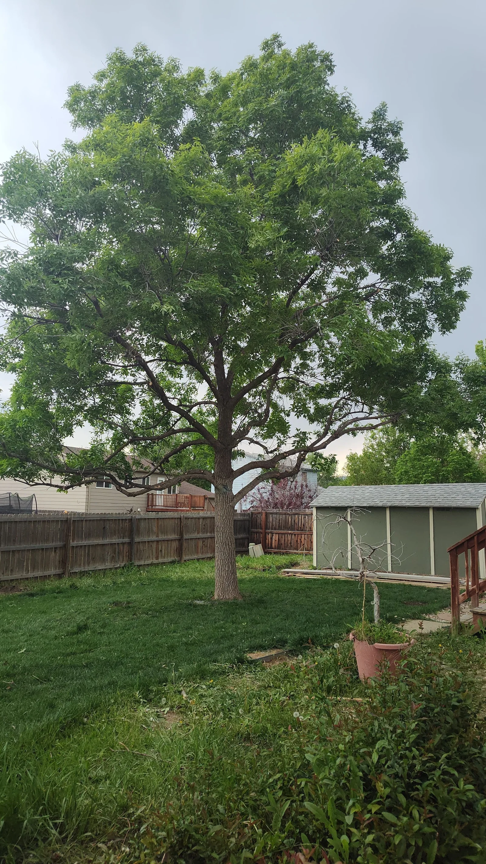Mature deciduous shade tree with full green canopy and single trunk in a grassy backyard beside a gray shed and wood fence