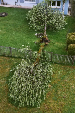 Fallen flowering tree with broken trunk lying across lawn and wooden picket fence beside a blue house