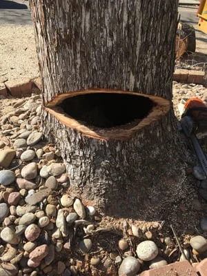 Large tree trunk with a hollow cavity cut into the base, surrounded by river rock mulch and bark