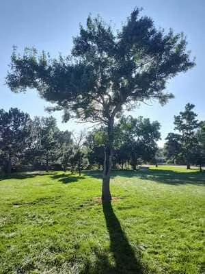 Mature shade tree with thinned canopy and lifted lower branches above a lush green lawn on a sunny day
