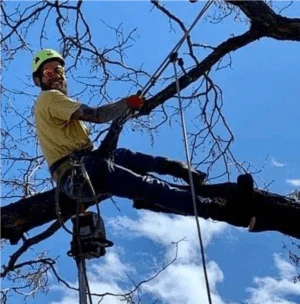 Arborist in green helmet and safety glasses climbing a bare tree with rope rigging and harness for limb removal