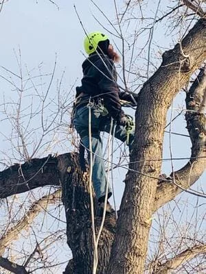 Climber in green hard hat using chainsaw in leafless tree with climbing rope and rigging for aerial limb removal